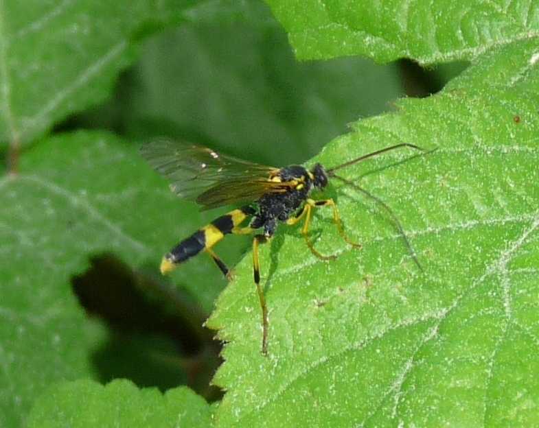 Ichneumon sarcitorius e Amblyteles armatorius